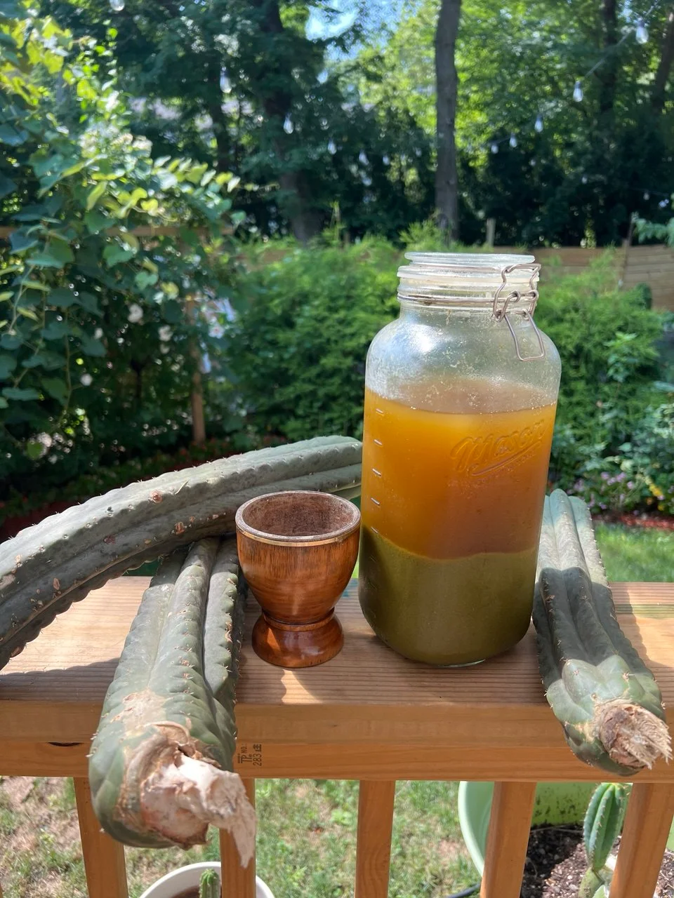San Pedro cactus beside a wooden cup in a sunlit garden